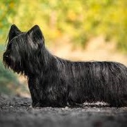Skye Terrier Dog
