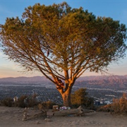 The Wisdom Tree