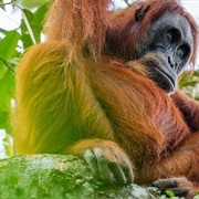 Bohorok Orangutan Centre