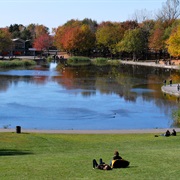 Beaver Lake Montreal