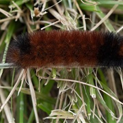 Woolly Caterpillar