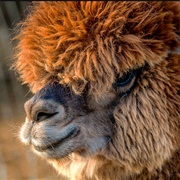 Canzelle Alpaca Farm, California