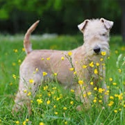 Lakeland Terrier