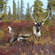 Tsá Tué Biosphere Reserve, Northwest Territories, Canada