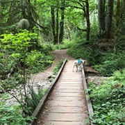 Squak Mountain State Park