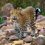 Panna National Park, Madhya Pradesh, India