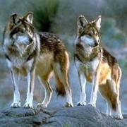 Mogollon Mountain Wolf