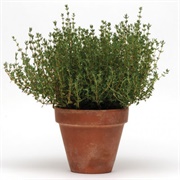 Thyme Plant