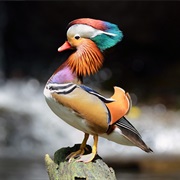 Mandarin Duck