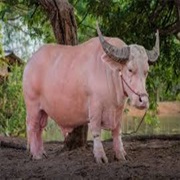 Albino Cow