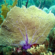 Gorgonian Fans