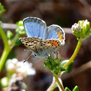 El Segundo Blue Butterfly Preserve