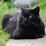 Chantilly-Tiffany Cat