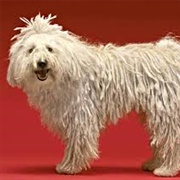 Komondor Dog