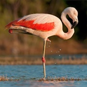 Laguna De Pozuelos Biosphere Reserve, Argentina