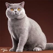British Shorthair Cat