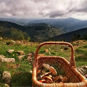 Saint Bonnet Le Froid Mushrooms