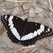 Weidemeyer's Admiral