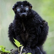 Sahamalaza National Park, Madagascar