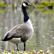 Geese