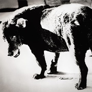 Stray Dog (Daidō Moriyama)