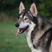 Northern Inuit Dog