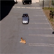 How I Met Your Mother: "Arrivederci, Fiero" (S2,E17)