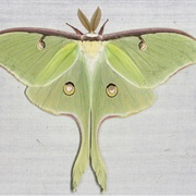Lunar Moth