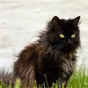 Chantilly-Tiffany Cat