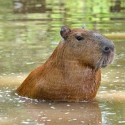 Laguna Oca Del Río Paraguay Biosphere Reserve, Argentina