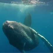 S3.E3: Is the Universe Alive?