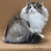 Norwegian Forest Cat