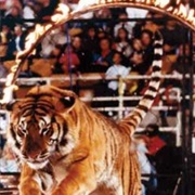 Tiger Show