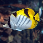 Pacific Double Saddle Butterflyfish