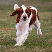 Welsh Springer Spaniel