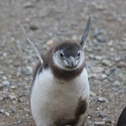 Baby Penguin