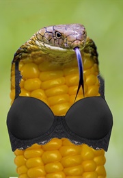 Basically Any Pornographic Film (1890)