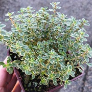 Variegated Thyme Plant