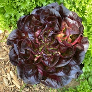 Red Butterhead Lettuce