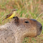 Bañados Del Este Biosphere Reserve, Uruguay