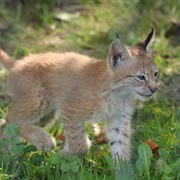 Baby Lynx