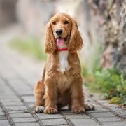 English Cocker Spaniel