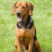 Serbian Hound Dog