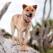 Korean Jindo Dog