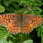 Arctic Fritillary