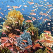 Wakatobi National Park, Sulawesi, Indonesia