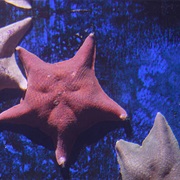 Sea Bat Starfish