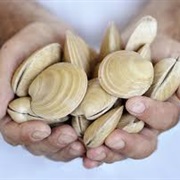 Cloudy Bay Clams