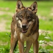 Sicilian Wolf