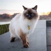Balinese Cat